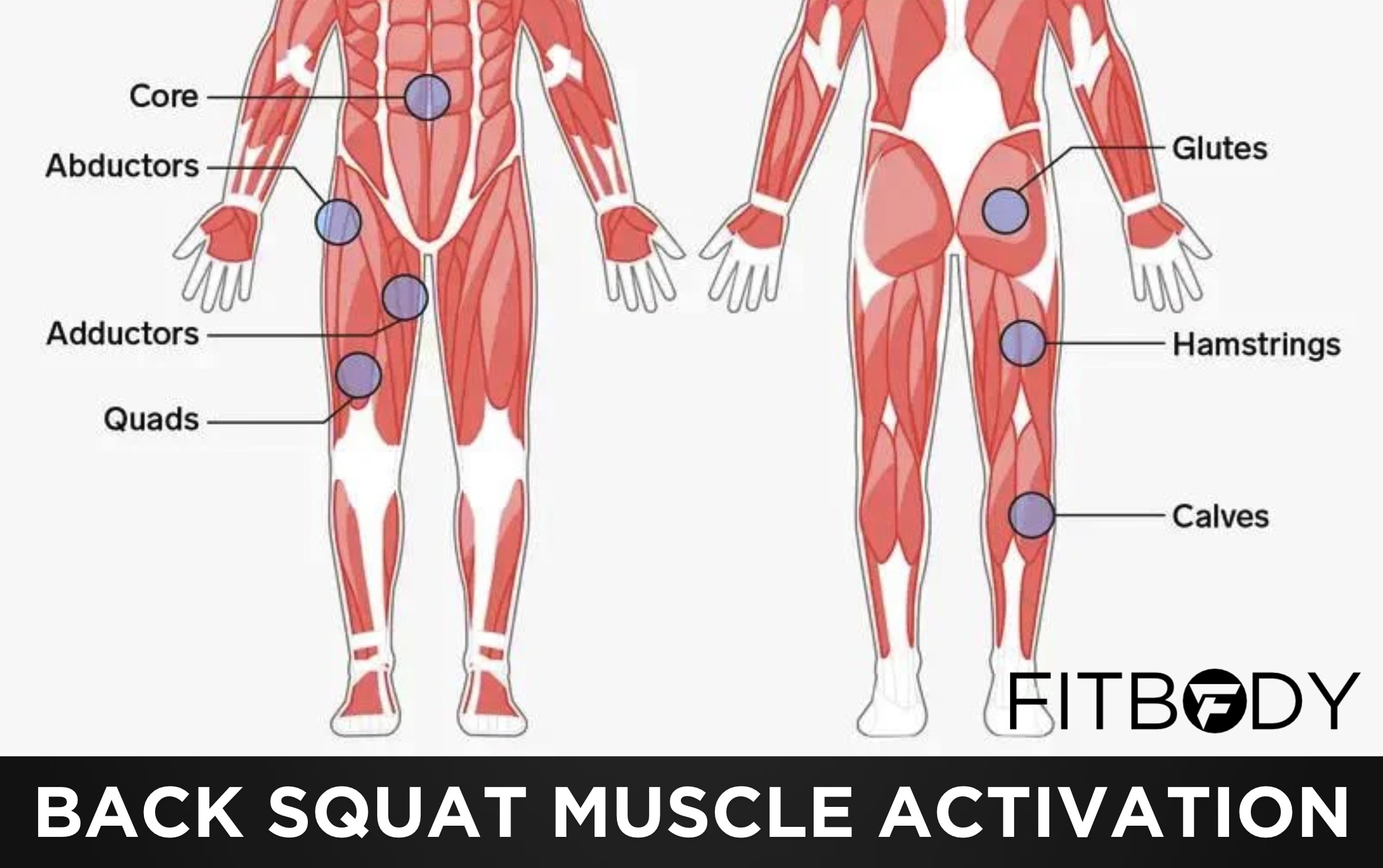 Back Squat Anatomy Muscle Activation