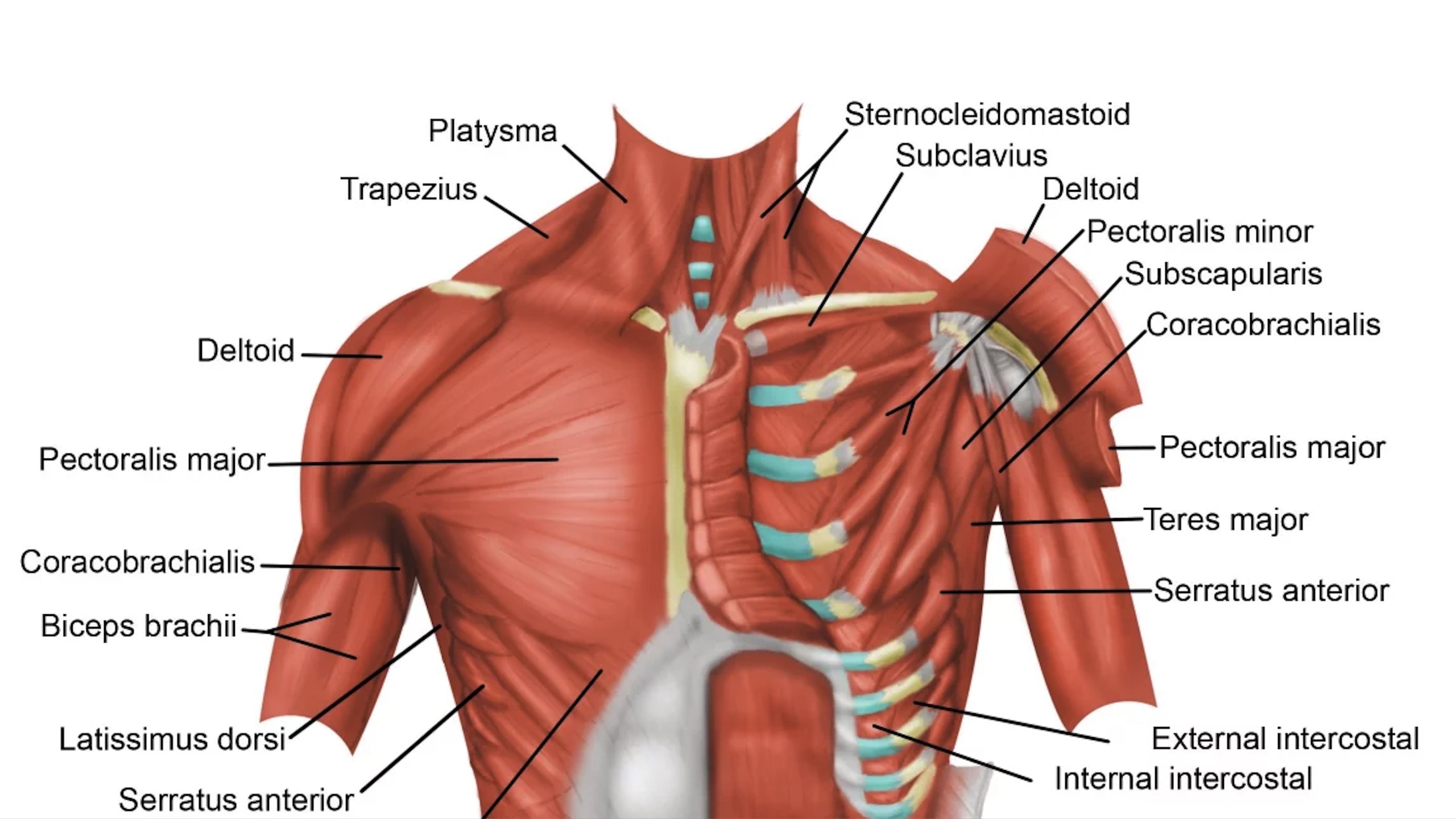 Upper Body Anatomy Muscles