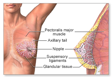 Anatomy of breast tissue