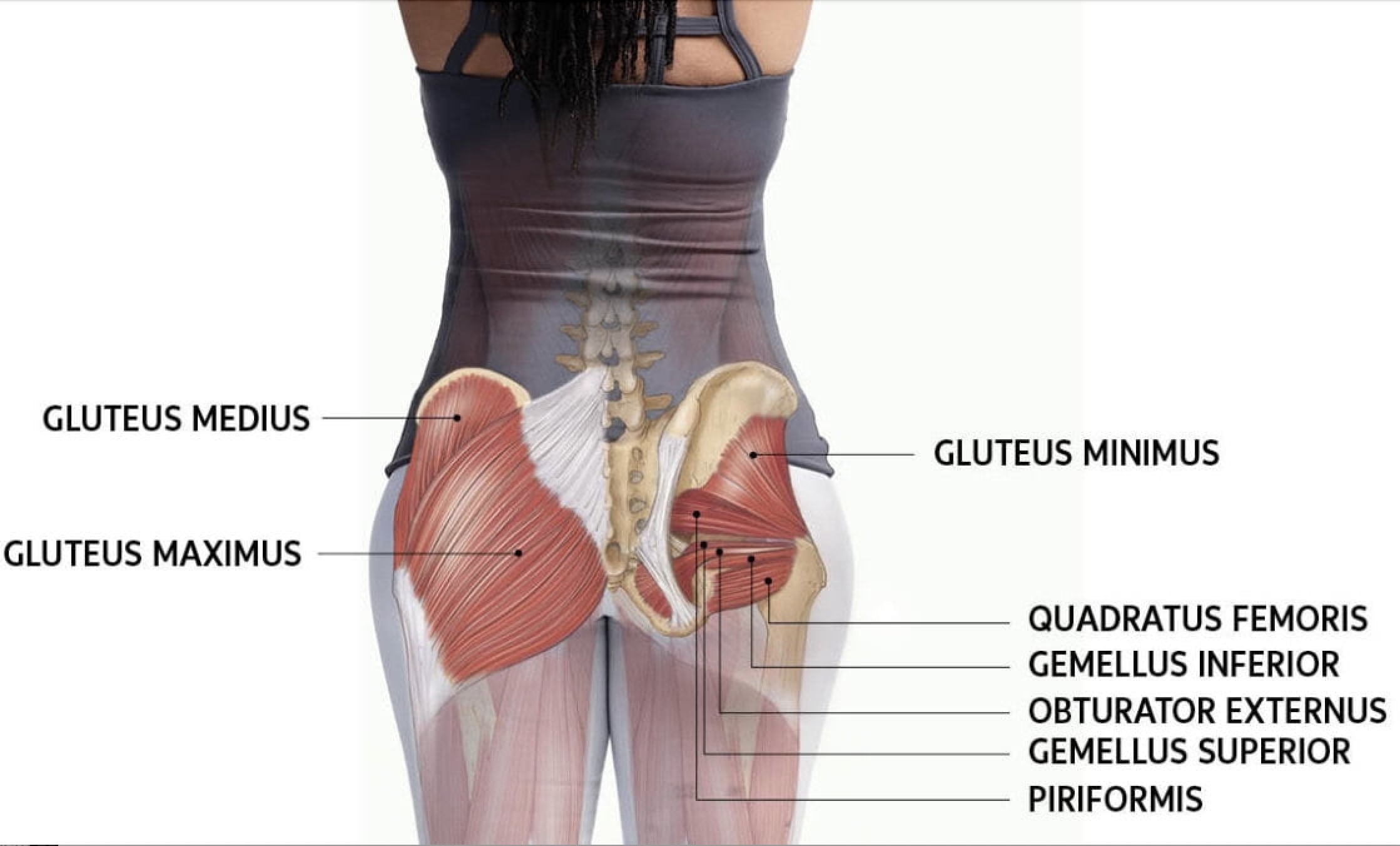 Glute activation anatomy