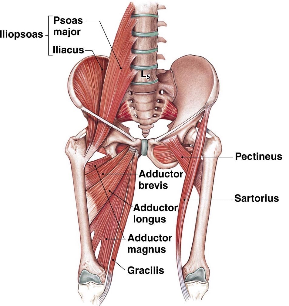 Psoas and hip flexor muscles samson stretch