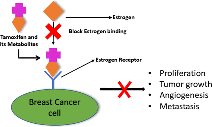 How tamoxifen blocks estrogen