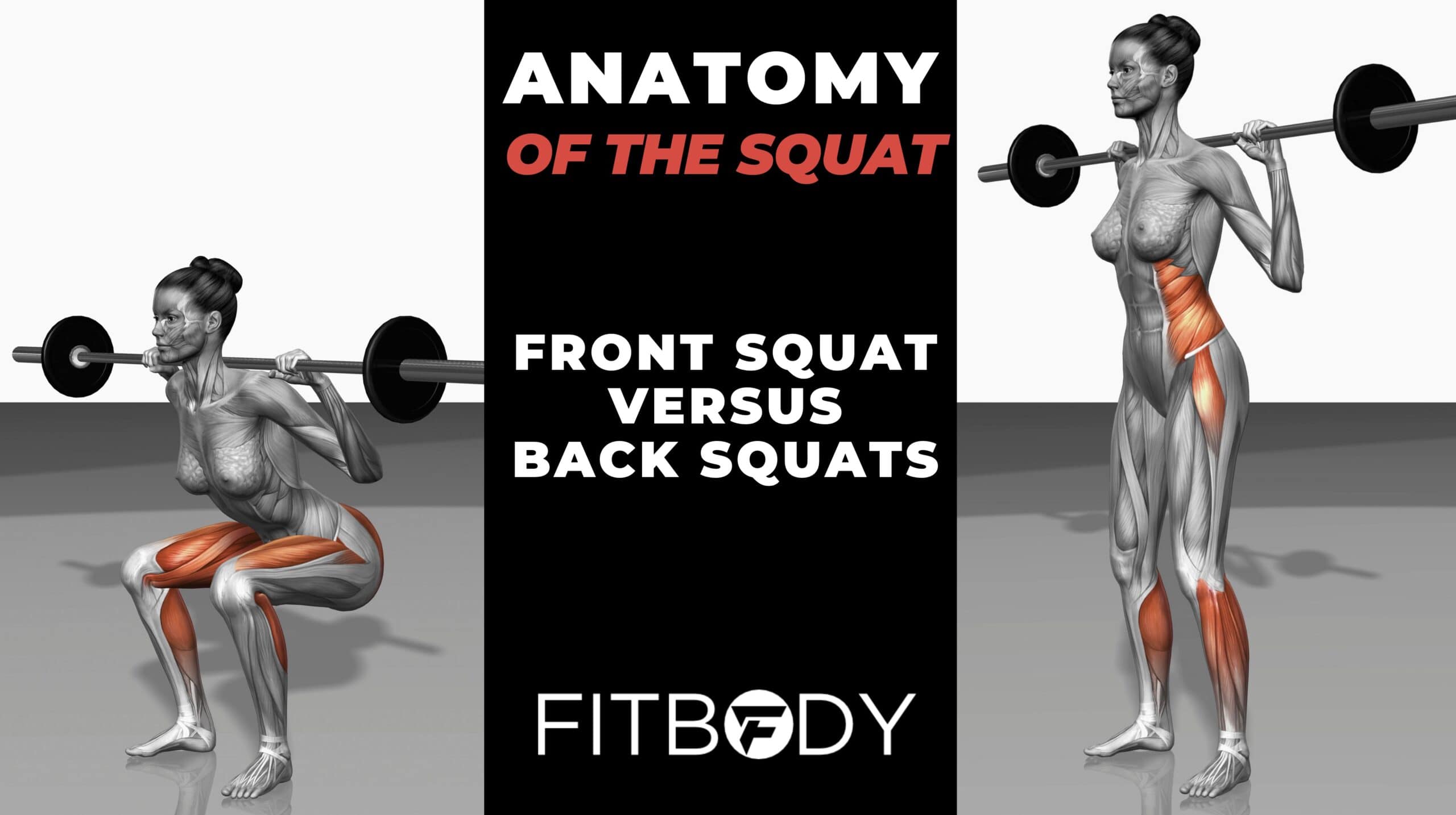Anatomy of the squat